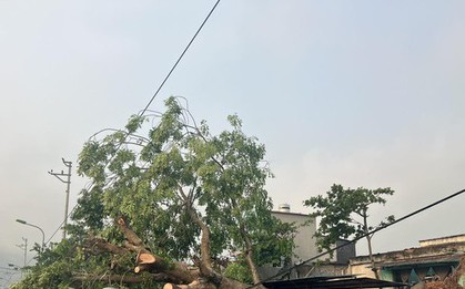 Mưa đá, gió lốc gây nhiều thiệt hại tại Sơn La