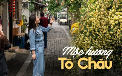 Tô Châu tháng Tư bừng sáng trong sắc hoa mộc hương: Hoa rủ bên tiệm trà nhỏ, lặng lẽ yêu kiều trong vườn cổ