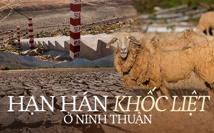 Tận mắt thấy những đàn cừu Ninh Thuận chết khô, hồ nước trơ đáy, nứt nẻ trong hạn hán khốc liệt miền Trung