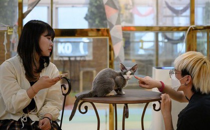 Rúng động Hàn Quốc: Giết hại 76 con mèo chỉ trong vòng 9 tháng, thanh niên trẻ tuổi bị kết án tù