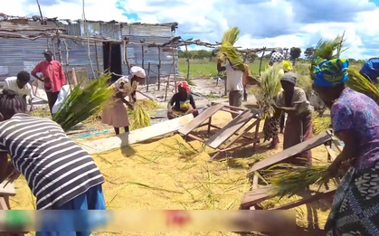 Công nghệ đập lúa "made in Vietnam" gây kinh ngạc ở Angola, chủ trang trại Việt ra quyết định mạo hiểm
