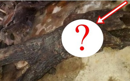 Đào được khúc gỗ, người đàn ông sốc với báu vật 650 tỷ đồng bên trong sau khi cắt lát