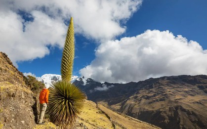 Puya Raimondii: "Nữ hoàng dãy Andes", 100 năm mới nở hoa một lần!