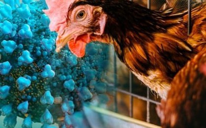 Bệnh cúm gia cầm A(H9) nguy hiểm như thế nào?