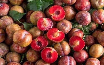 Ăn mận mùa hè mang nhiều lợi ích cho sức khỏe, nhưng nên nhớ kỹ “đại kỵ” này
