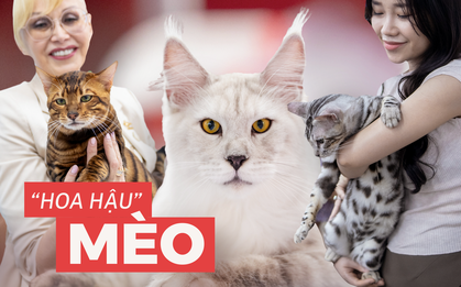 Hội con sen "hộ tống" hoàng thượng đi thi nhan sắc: Cung phụng hết cỡ, cắt giảm chi tiêu của mình dành 100 triệu/tháng lo cho mèo