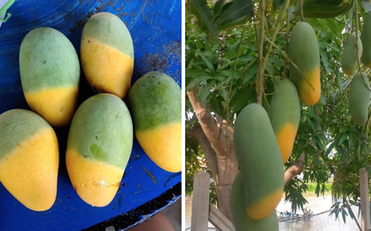 Cây xoài "độc lạ" nhất MXH: Nửa quả vàng ươm, nửa quả vẫn còn "xanh ngắt"