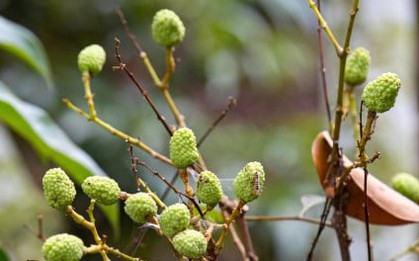 Mùa vải buồn ở Bắc Giang, mất nghìn tỷ đồng vì cây  “chột” hoa