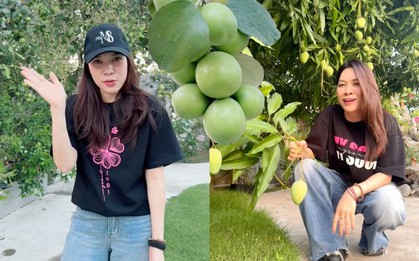 Mỹ Tâm khiến dân mạng "mắt tròn mắt dẹt" khi "flex" khu vườn siêu trái: Cây táo 2000 trái mọc như nho, xoài mọc sà xuống tận sát mặt đất