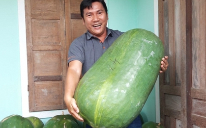 Vùng đất kỳ lạ có loại bí đao "đột biến", mỗi trái nặng 60kg, chủ phải mắc võng cho nằm