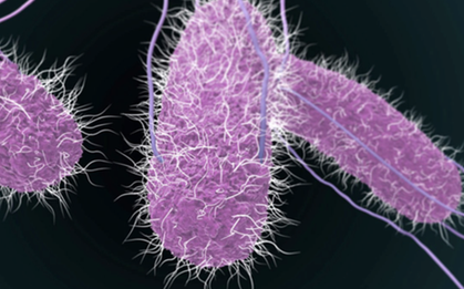 Vụ hơn 500 người nghi ngộ độc ở Đồng Nai: Tìm thấy khuẩn Salmonella ở một bé trai