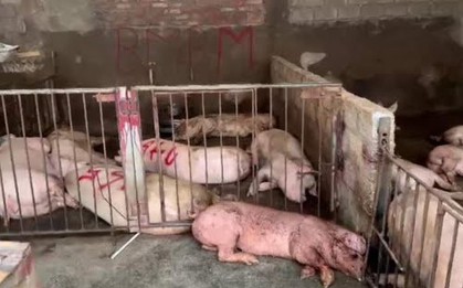 Phát hiện hơn 4.000kg thịt lợn có triệu chứng nhiễm bệnh tại Tam Đảo
