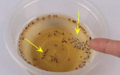 Muỗi sợ nhất bát "nước" này, chỉ cần đặt một vài cái trong nhà, muỗi và côn trùng bị diệt sạch sẽ