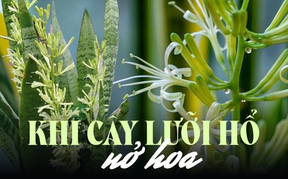 Hội chị em thi nhau khoe cây lưỡi hổ ra hoa đẹp rực rỡ, ý nghĩa của việc này trong phong thủy là gì?