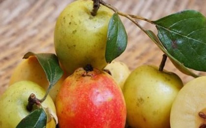 Loại quả từng rụng đầy gốc không ai nhặt, nay là đặc sản Tây Bắc
