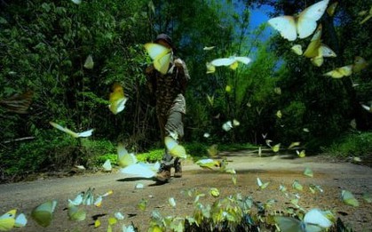 Đến Nam Cát Tiên, ngắm mùa bướm bay đẹp như cổ tích