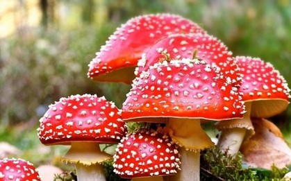 Lai Châu: Ăn nhầm nấm độc, 7 bà cháu cấp cứu, 2 bé tử vong