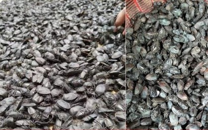 Giật mình với giá thu mua bọ xít đen lên đến 8 triệu đồng/kg