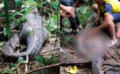 Số phận bi thảm của người phụ nữ mất tích được phát hiện sau khi mổ con trăn gấm, cảnh tượng kinh hãi tột cùng