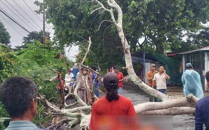 Bạc Liêu: Cây phượng đổ đè 1 nam thanh niên bị thương nặng