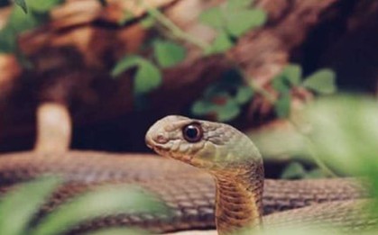Chàng trai bị cho là 'có oán thù với rắn độc' khi bị cắn 5 lần trong 2 tháng