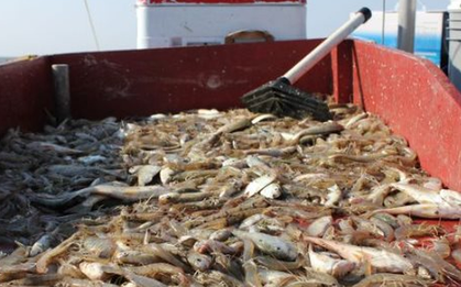 ‘Sản vật tỷ đô’ của Việt Nam được châu Âu liên tục săn đón: Thu hơn 200 triệu USD kể từ đầu năm, nước ta là nhà cung cấp lớn thứ 2 của thế giới