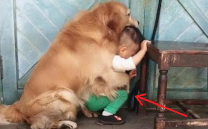 Ngủ quên để con 2 tuổi tự chơi với chó Golden, cảnh tượng sau đó khiến người mẹ điếng người