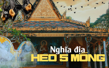 Lạ lùng nghĩa địa heo năm móng trong ngôi chùa hơn 400 tuổi ở Sóc Trăng