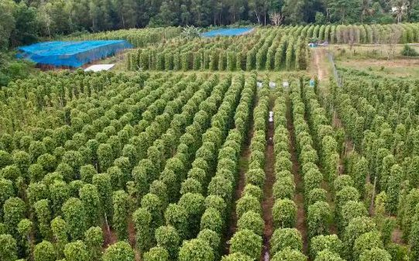 Đức liên tục săn lùng một loại nông sản của Việt Nam: Nước ta xuất khẩu bằng cả thế giới cộng lại, thu hơn 700 triệu USD kể từ đầu năm