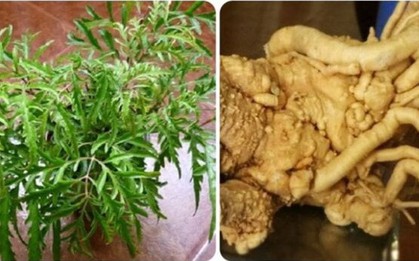 Có phải trồng cây đinh lăng càng lâu càng tốt?