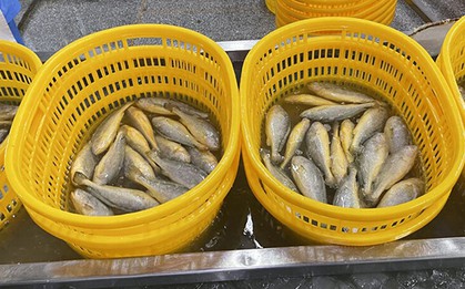 Loại cá là “thần dược” bồi bổ sức khỏe, nâng cấp nhan sắc cho nữ giới nhưng không phải ai cũng biết mà ăn