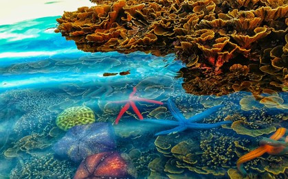 Nơi "kho báu" nổi trên mặt nước ở xứ hoa vàng cỏ xanh, chỉ cần một chiếc điện thoại cũng có cả tá ảnh đẹp mang về