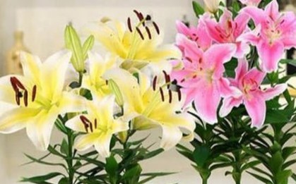Mùa thu trồng chậu cây này ở ban công, hoa sẽ nở to, thơm ngào ngạt