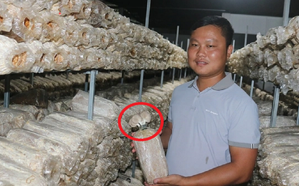 Anh nông dân trồng loại cây "không lá", bỏ túi 5 tỷ đồng/năm rất nhẹ nhàng