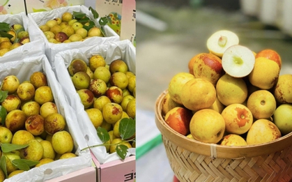 1 loại quả là "vua chống lão hóa tự nhiên", được bán nhiều khắp các chợ: Vừa đẹp da, lại bổ xương khớp nhưng cần nhớ 3 lưu ý khi ăn