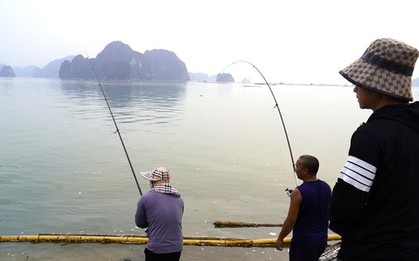 Nghề 'hot' sau bão ở Hạ Long, ngồi chơi cũng kiếm tiền triệu