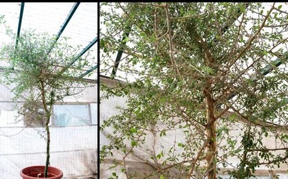 Hồi sinh cây được đề cập trong Kinh thánh từ hạt giống bí ẩn 1.000 năm tuổi