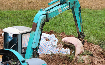 Hà Nội: Tiêu hủy, xác minh gần 3 tấn thịt lợn nhiễm dịch tả lợn Châu Phi