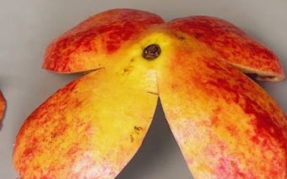 Ăn lựu đừng vội vứt vỏ, dùng nó bón cây, đuổi côn trùng rất tốt