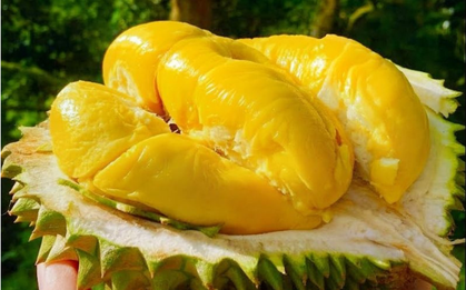 "Bản đồ ẩm thực thế giới" vinh danh sầu riêng Bến Tre và nhiều trái cây nức tiếng của Việt Nam