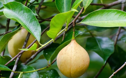 Việt Nam trồng được loại quả gia vị triệu đô đắt đỏ của thế giới: Thu về hơn 27 triệu USD kể từ đầu năm, 30 quốc gia liên tục mua hàng