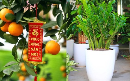 Chọn cây chơi Tết hãy để mắt những loại này vì ngoài hút tài lộc, đem lại may mắn còn cực tốt cho sức khỏe