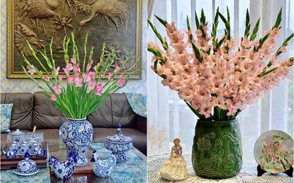 Cắm hoa lay ơn ngày Tết mà không biết mẹo này thì đảm bảo hoa đổ gục, lại nhanh tàn