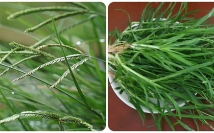 Loại cỏ dại mọc ven đường lại là thần dược khoẻ gan, ổn định huyết áp