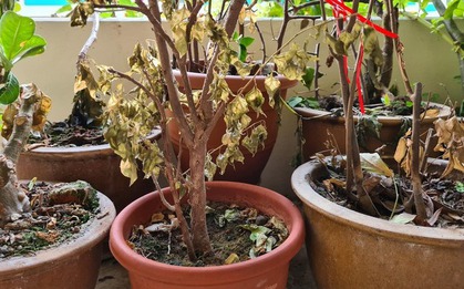 Tôi dặn mình: Trước đêm giao thừa, nhất định phải vứt 9 thứ này ra khỏi cửa