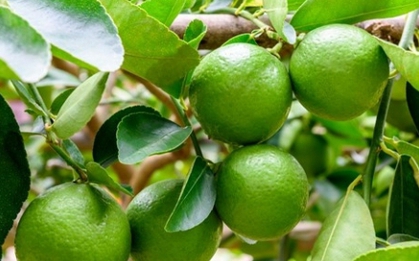 Loại quả rẻ bèo ở chợ Việt, thế giới lại ví như “vàng xanh” cực tốt cho sức khỏe