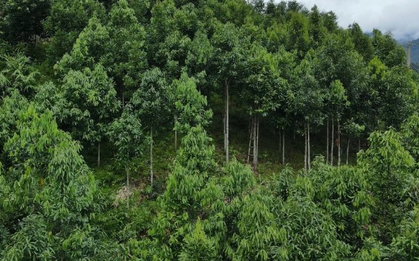 Sản vật trời ban cho Việt Nam là loài cây gỗ quý hiếm của thế giới: Từ thân đến lá đều hái ra tiền, thu về 274 triệu USD trong năm 2024