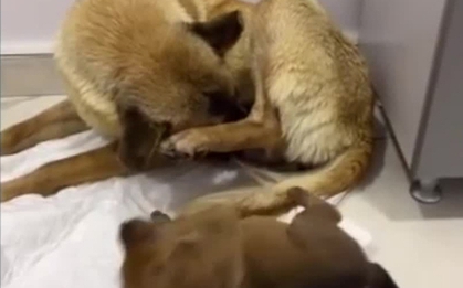Chuyện lạ có thật: Chó mẹ mang con đến phòng khám để cầu cứu