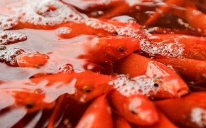 Chọn và thả cá chép đúng cách trong lễ cúng ông Công ông Táo