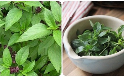 Loại rau quen thuộc trong bữa cơm Việt, được ví như "thần dược" bởi lợi ích tuyệt vời